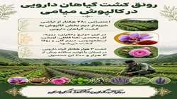 رونق کشت گیاهان دارویی در بخش کالپوش شهرستان میامی  